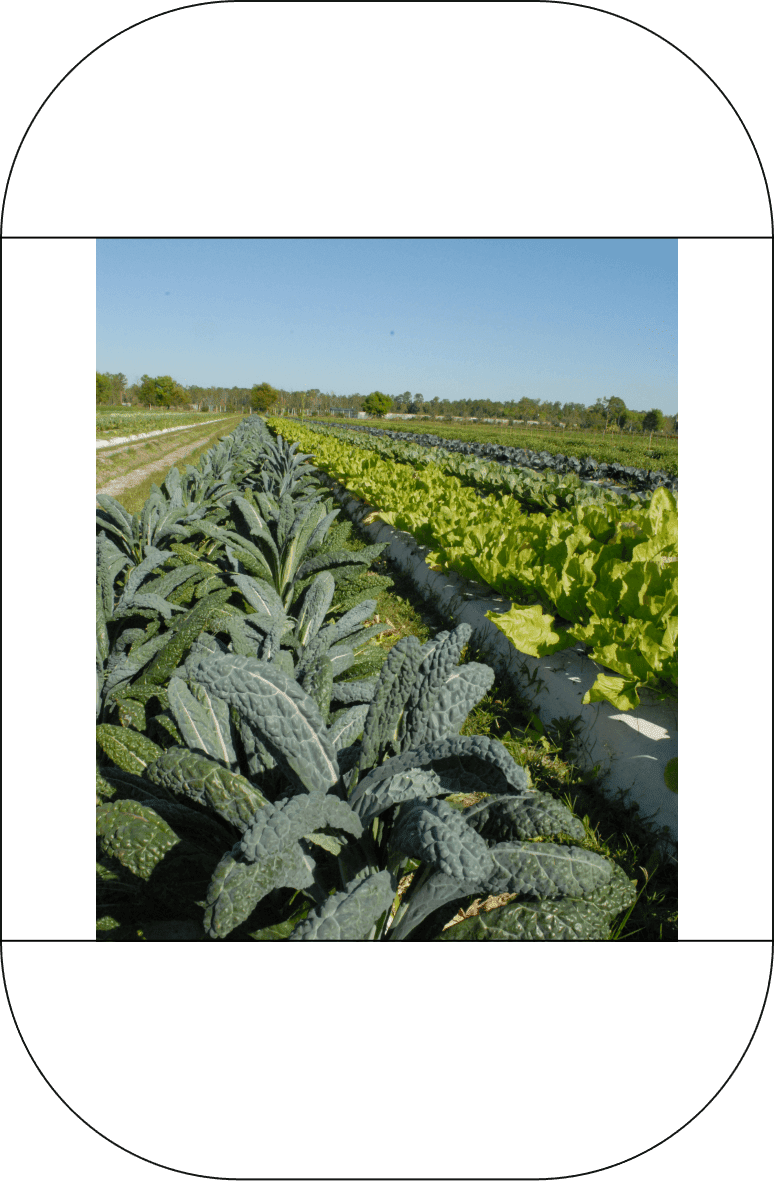 Lettuces growing at Oakes Farms